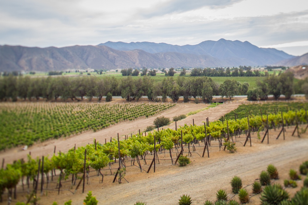 TERRENO (HECTÁREAS) EN VENTA “SANTO TOMAS, BAJA CALIFORNIA”