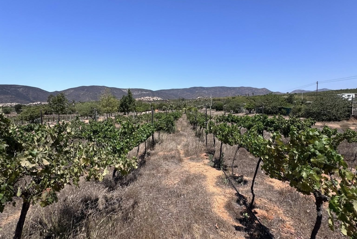 RANCHO EN VENTA EN VALLE DE GUADALUPE