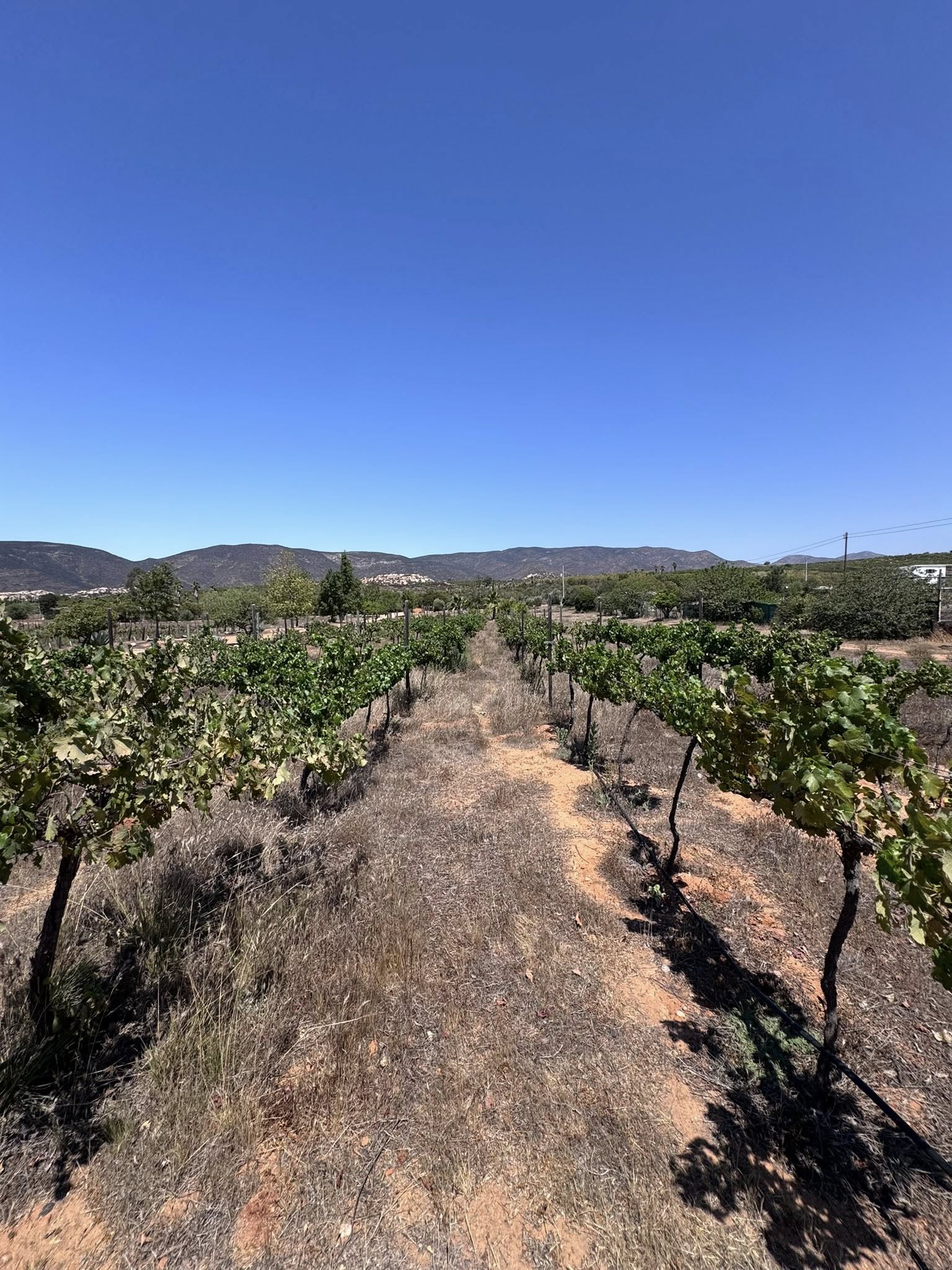 RANCHO EN VENTA EN VALLE DE GUADALUPE