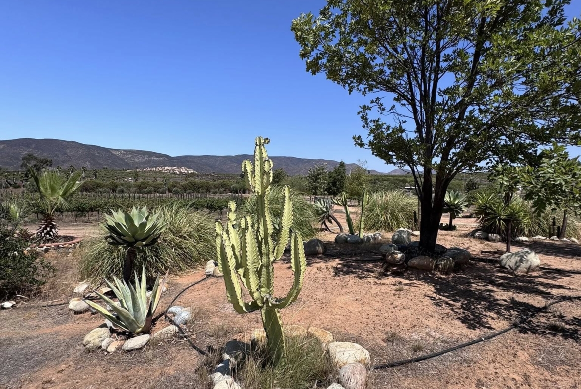 RANCHO EN VENTA EN VALLE DE GUADALUPE
