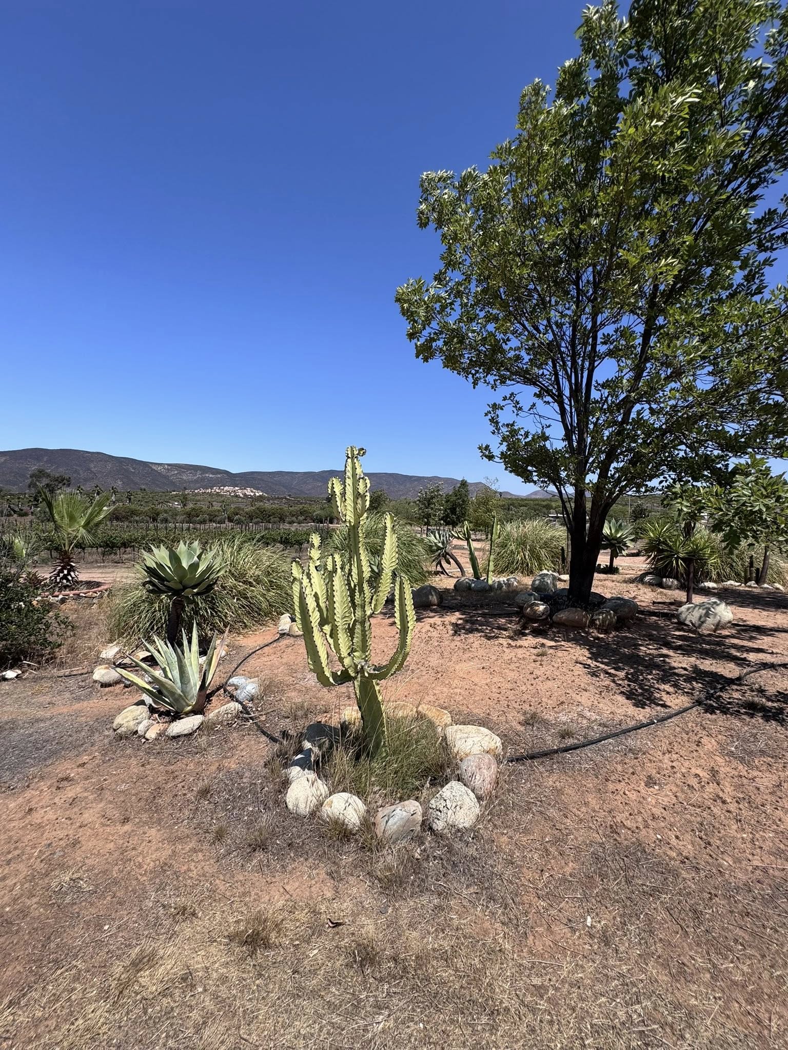RANCHO EN VENTA EN VALLE DE GUADALUPE